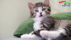 ДЕТЁНЫШИ ЖИВОТНЫХ + ЗВУКИ ЖИВОТНЫХ + РАЗВИВАЮЩИЕ МУЛЬТИКИ ДЛЯ ДЕТЕЙ