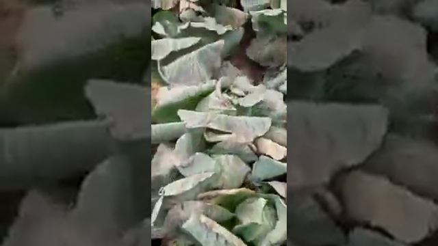 Капуста оптом Казахстан смотреть онлайн