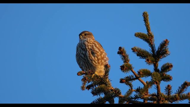 Merlin - Falco columbarius смотреть онлайн