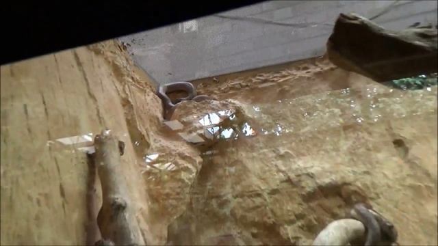 ★РЕПТИЛИИ И НАСЕКОМЫЕ AQUARIUM GERMANY PART2 Repriles&Incects смотреть онлайн