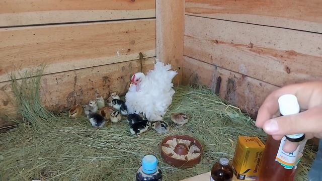 пропойка цыплят от 0 до курицы! смотреть онлайн