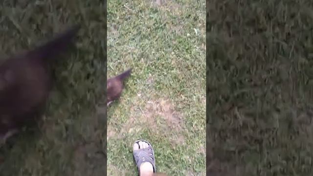 Домашняя Каменная Куница смотреть онлайн