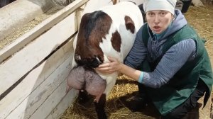 САМЫЕ КРУПНЫЕ КОЗЫ В НАШЕЙ УСАДЬБЕ