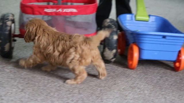Cavapoo Puppies For Sale смотреть онлайн