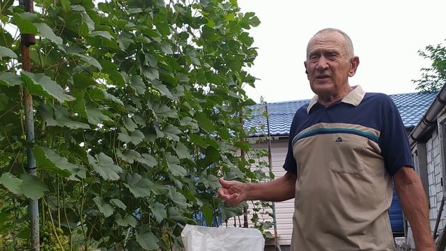 Питание винограда в приод налива ягод смотреть онлайн