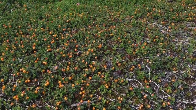 Кольский21 Прекрасное далеко (часть2) смотреть онлайн