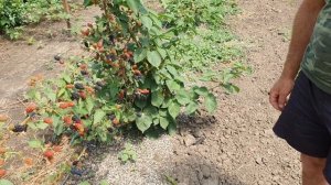 Ежевика Натчез.  Один из лучших сортов летней ежевики.  Описание и характеристики.