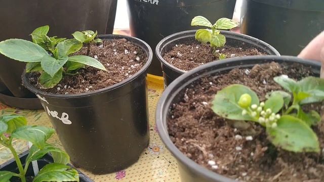 ГОРТЕНЗИЯ СБЕЖАВШАЯ НЕВЕСТА.ЧЕРЕНКОВАНИЕ.ЧЕРЕНКИ ИЗ ЧЕРЕНКОВ . смотреть онлайн