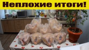 250 кг вкусного мяса и результаты по переросшим бройлерам, сбыт и содержание! Деревенские будни!