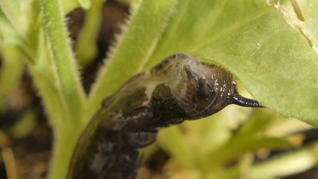 Black arion slug (Arion ater) feeding on petunia leaf, UK. September. смотреть онлайн