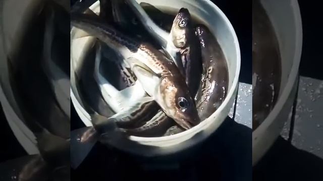 Ливадия.Рыба минтай. Как выглядит минтай? Рыбалка. What does Pollock look like? Fishing on Pollock. смотреть онлайн