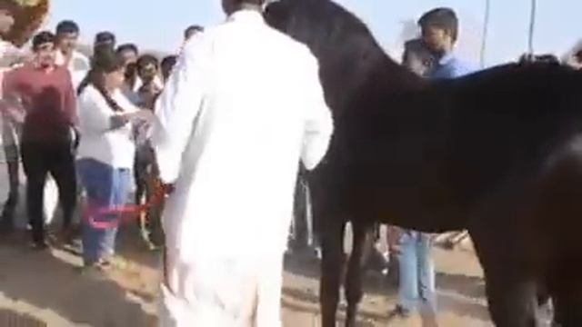 Marwari Stallion (Horse) Ring At Mega Horse Show Jasra - 2017 Gujarat