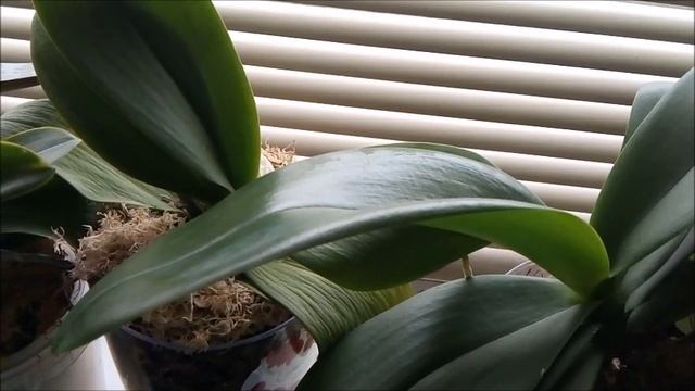 Как ухаживать за орхидеей в осенний период.Советы новичкам. смотреть онлайн