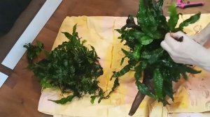 Прополка тайландского папоротника на коряге / аквариум 200 литров