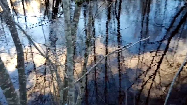 VID 20211114 151657 Тихая моя родина (Н. Рубцов)...Павел Васильев Лахтинский смотреть онлайн