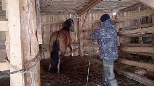 Обучение молодого жеребца ходить в упряжи.