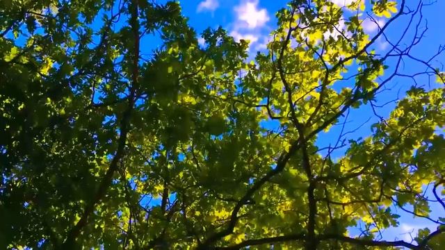 Peaceful Music, Relaxing Instrumental Music, Study Spa music Trees of Life by Ti 5ч смотреть онлайн