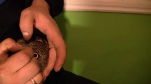 Как поймать Сову, Сыча. Простая ловушка для птиц.