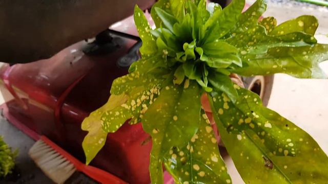 Weird Unusual Croton Growth смотреть онлайн