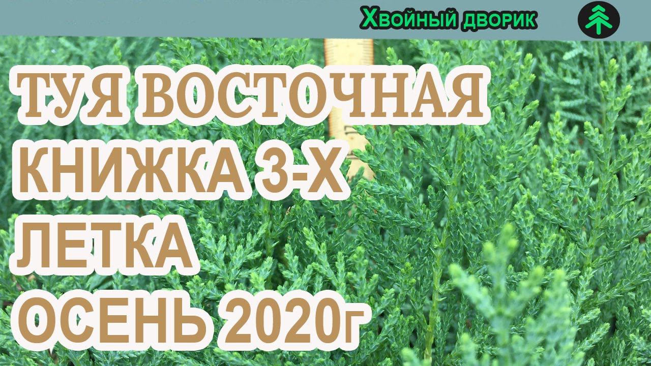 Туя восточная книжка 3 -х летка Сезон осень 2020 года (Обзор)питомник Хвойный дворик смотреть онлайн