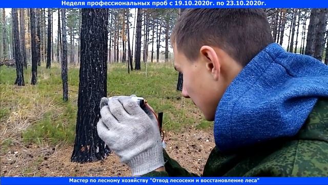 Отвод лесосеки и восстановление леса смотреть онлайн