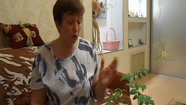 Вытягивается рассада - применяйте препарат атлет смотреть онлайн