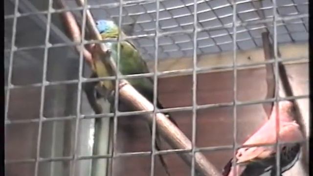 ВЛАДИВОСТОК в 1997 ГОДУ. ОКЕАНАРИУМ. АКВАМИР возле спорткомплекса ОЛИМПИЙСКИЙ недалеко - КТ ОКЕАН. смотреть онлайн