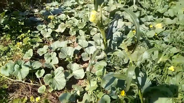 Грядка Хольцера на участке без воды Щелочная почва Содовый солончак 3 смотреть онлайн