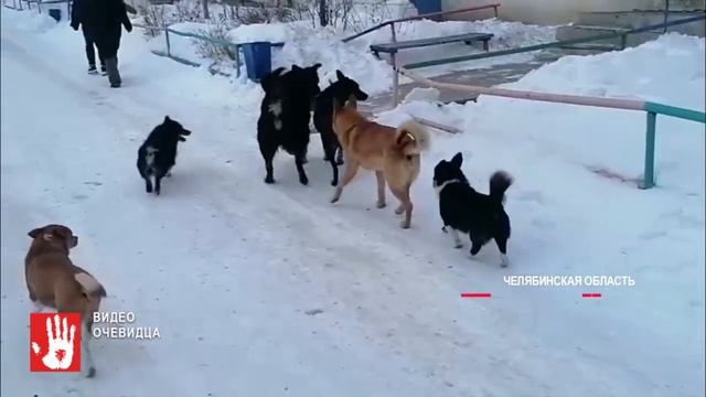 Дети в страхе забрались на горку, а взрослые пытались согнать собак палками! смотреть онлайн