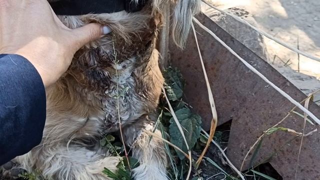 Как лечить раны у собак и кошек в домашних условиях! смотреть онлайн