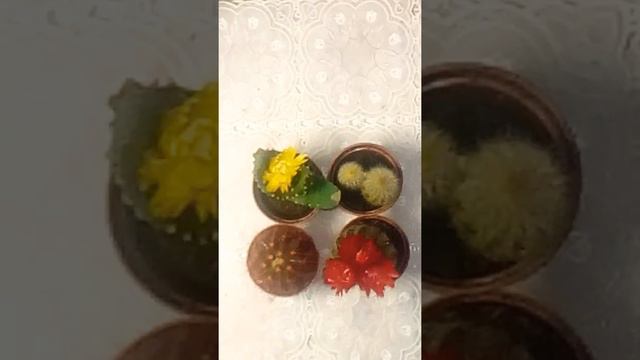 Кактусы танцуют смотреть онлайн