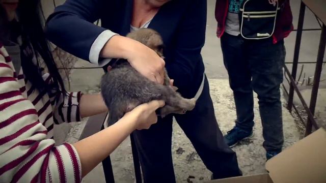 Бездомные должны стать домашними. Забираем щенят с улицы в приют! смотреть онлайн