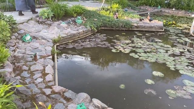 В саду у матушки Мануилы.Кормление рыб в пруду.Приход храма св. Алексия, Человека Божия в Горелово смотреть онлайн