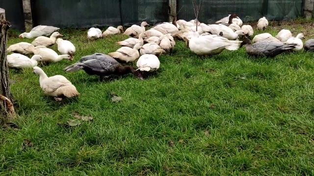 САМАЯ КРУПНАЯ МУСКУСНАЯ УТКА! ОГРОМНЫЕ СЕЛЕЗНИ И УТКИ! ОБЗОР НАШИХ МУСКУСНЫХ УТОК! ГУСИ ОТДЫХАЮТ