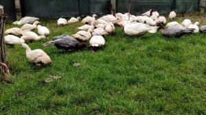 САМАЯ КРУПНАЯ МУСКУСНАЯ УТКА! ОГРОМНЫЕ СЕЛЕЗНИ И УТКИ! ОБЗОР НАШИХ МУСКУСНЫХ УТОК! ГУСИ ОТДЫХАЮТ