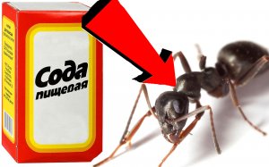 Как избавиться от муравьёв 3 Секунды!