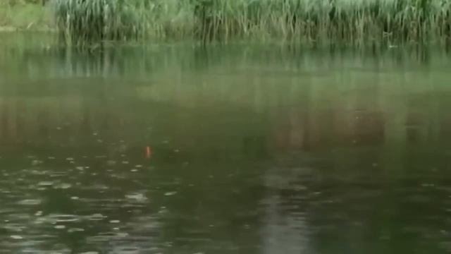 Интересная Рыбалка в тихом месте с Нормундом Грабовскисом