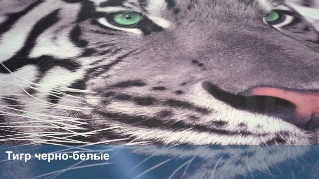 3D Фотообои «Тигр черно-белые»3D Фотообои «Тигр черно-белые» смотреть онлайн