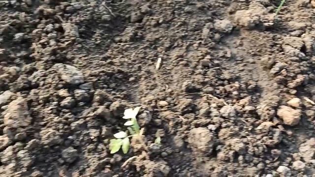 Переезд под Краснодар. Карантин в своем доме на Кубани. Облагораживаем территорию перед домом. смотреть онлайн