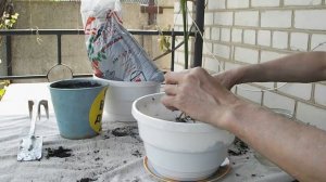 финиковая пальма в комнате пересадка подкормка нашатырным спиртом
