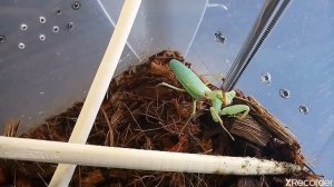 Как кормить богомола?!