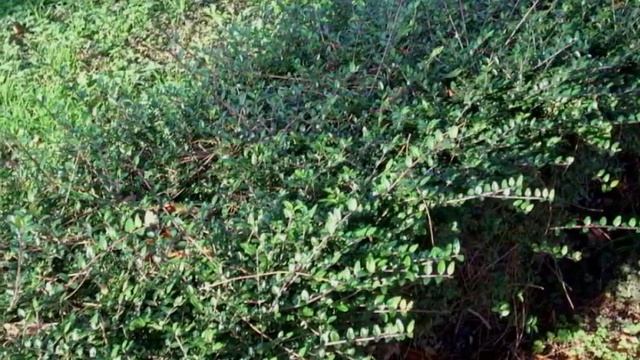 Жимолость в ландшафтном дизайне смотреть онлайн