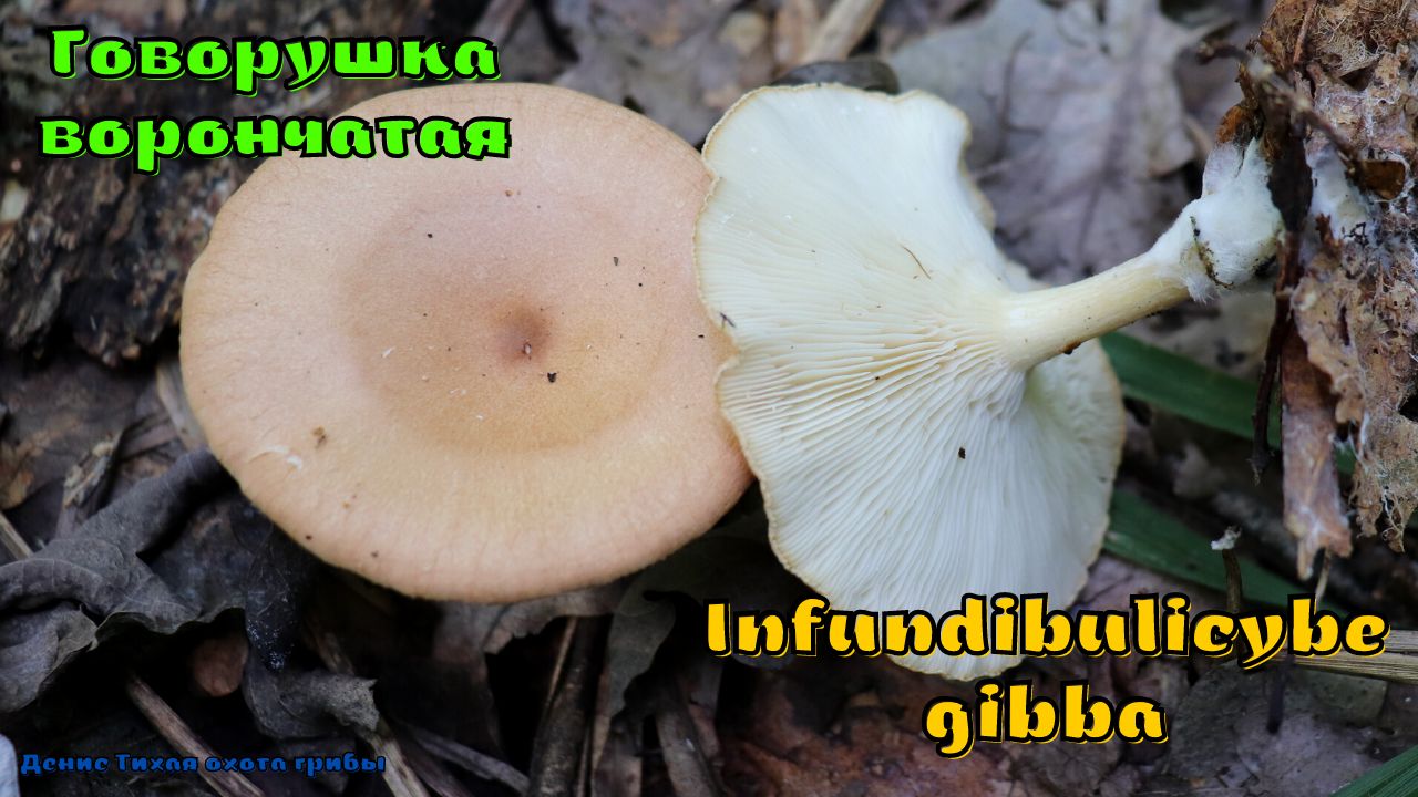 Говорушка ворончатая - гриб с антиоксидантными свойствами | Infundibulicybe gibba смотреть онлайн