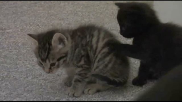 коты смотреть онлайн
