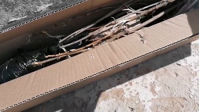 Отзыв клиента Агромаркет24. Распаковка заказа. Доставка Агромаркет24. смотреть онлайн