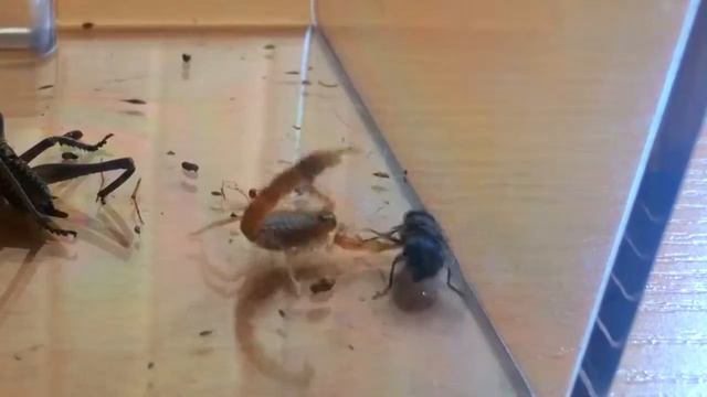 Скорпион атакует Муху. Scorpion fly attack смотреть онлайн