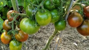 Томат Цыган. Смуглый урожайный красавчик!