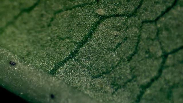 bemisia 1st instar video0 avi 1 смотреть онлайн