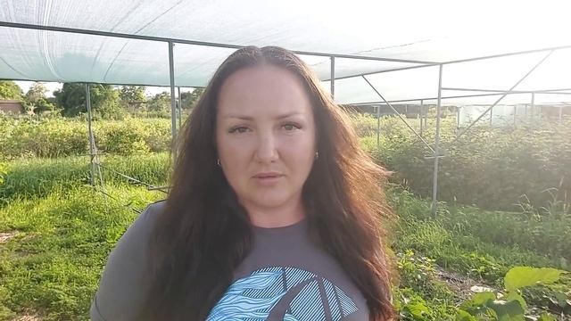 Ежевики Коламбия Гигант и Коламбия Санрайз. Есть сомнения в сортности