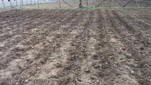 Шашлык из печени и,посадка картошки. смотреть онлайн